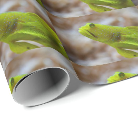 Cryptocentrus cinctus geschenkpapier (Rolleneckpunkt)