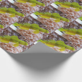 Cryptocentrus cinctus geschenkpapier (Ecke)