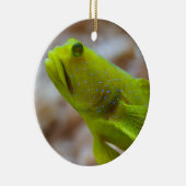 Cryptocentrus cinctus keramikornament (Rechts)