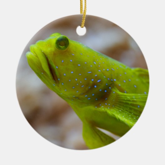 Cryptocentrus cinctus keramikornament (Vorne)