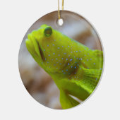 Cryptocentrus cinctus keramikornament (Links)