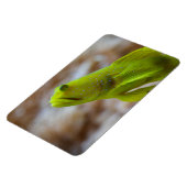 Cryptocentrus cinctus magnet (Linke Seite)