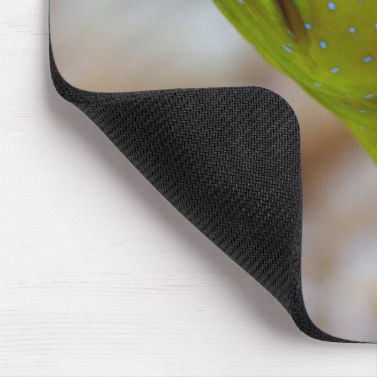 Cryptocentrus cinctus mousepad (Ecke)