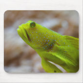 Cryptocentrus cinctus mousepad (Vorne)