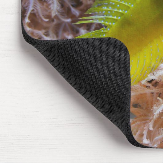 Cryptocentrus cinctus mousepad (Ecke)