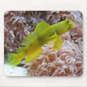 Cryptocentrus cinctus mousepad (Vorne)