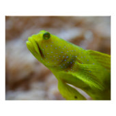 Cryptocentrus cinctus poster (Vorderseite)