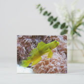 Cryptocentrus cinctus postkarte (Stehend Vorderseite)