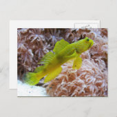 Cryptocentrus cinctus postkarte (Vorne/Hinten)