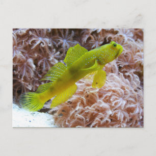 Cryptocentrus cinctus postkarte