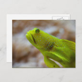 Cryptocentrus cinctus postkarte (Vorne/Hinten)