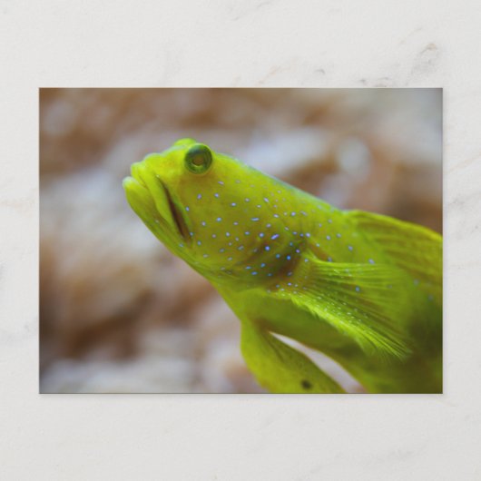 Cryptocentrus cinctus postkarte (Vorderseite)