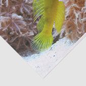 Cryptocentrus cinctus seidenpapier (Ausschnitt)