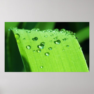 Crystal Balls am Leaf Poster