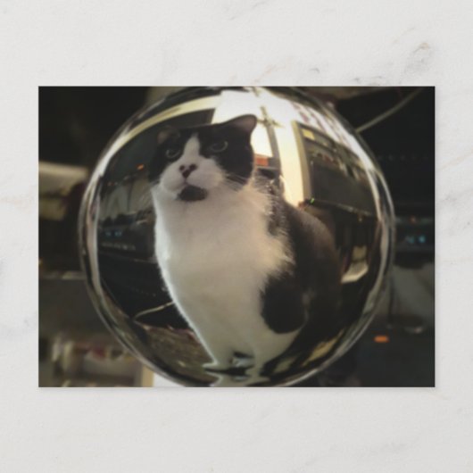 Crystal Cat Postkarte (Vorderseite)