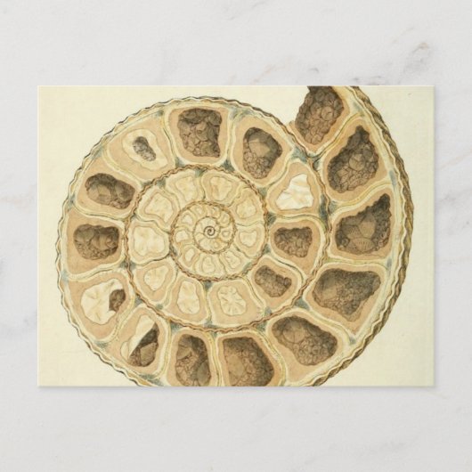 Crystalized Seashell Mineralogie Illustration Postkarte (Vorderseite)