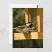CSNA Chickadee Snacktime Postkarte (Vorne/Hinten)