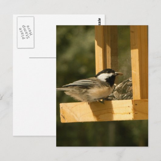 CSNA Chickadee Snacktime Postkarte (Vorne/Hinten)