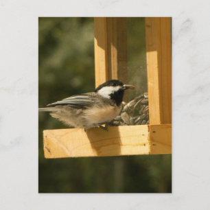 CSNA Chickadee Snacktime Postkarte