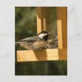 CSNA Chickadee Snacktime Postkarte (Vorderseite)