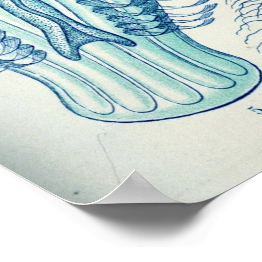 Ctenophorae Poster (Ecke)