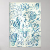 Ctenophorae Poster (Vorne)