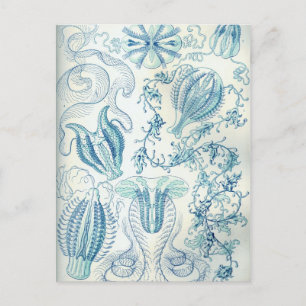 Ctenophorae Postkarte