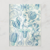 Ctenophorae Postkarte (Vorderseite)