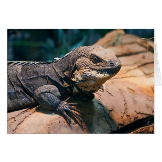 Ctenosaura melanosterna (Vorderseite (Horizontal))