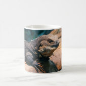Ctenosaura melanosterna kaffeetasse (Mittel)