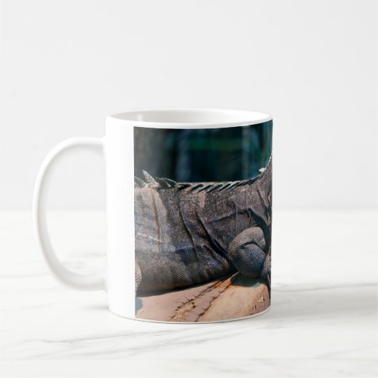 Ctenosaura melanosterna kaffeetasse (Links)