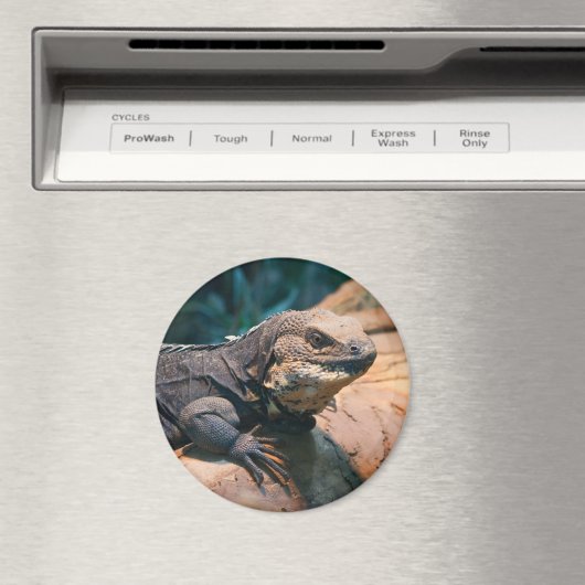 Ctenosaura melanosterna magnet (In Situ (Geschirrspüler))