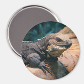 Ctenosaura melanosterna magnet (Vorderseite/Rückseite)