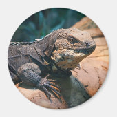 Ctenosaura melanosterna magnet (Vorne)