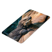 Ctenosaura melanosterna magnet (Linke Seite)