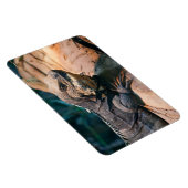 Ctenosaura melanosterna magnet (Rechte Seite)