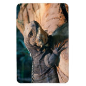 Ctenosaura melanosterna magnet (Vertikal)