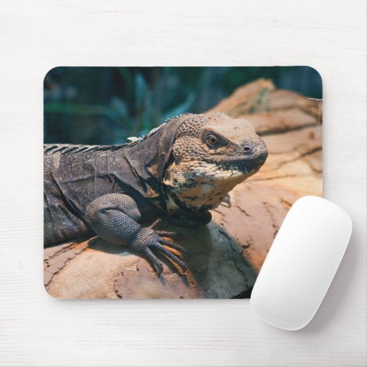 Ctenosaura melanosterna mousepad (Mit Mouse)