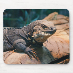 Ctenosaura melanosterna mousepad