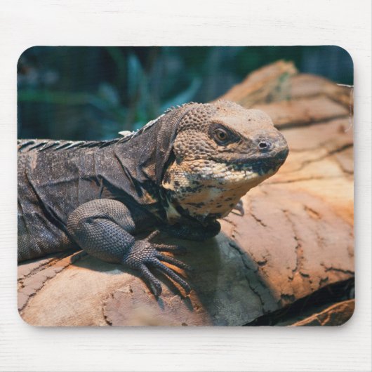 Ctenosaura melanosterna mousepad (Vorne)