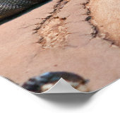 Ctenosaura melanosterna poster (Ecke)