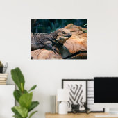 Ctenosaura melanosterna poster (Heimbüro)