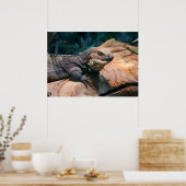 Ctenosaura melanosterna poster (Küche)