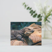 Ctenosaura melanosterna postkarte (Stehend Vorderseite)
