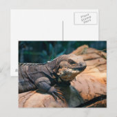 Ctenosaura melanosterna postkarte (Vorne/Hinten)
