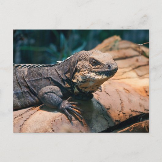 Ctenosaura melanosterna postkarte (Vorderseite)