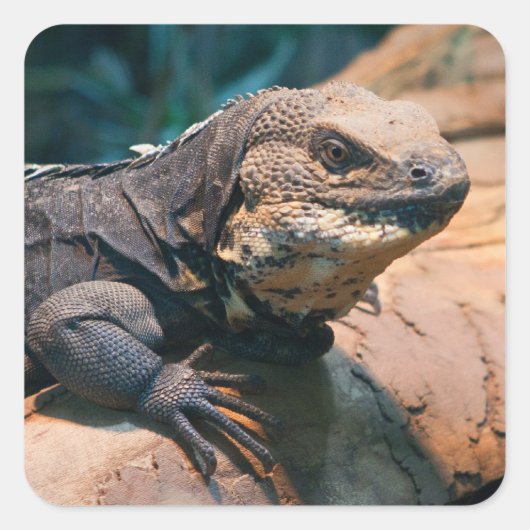 Ctenosaura melanosterna quadratischer aufkleber (Vorderseite)