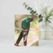 Cuban Emerald Hummingbird Postkarte (Stehend Vorderseite)