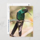 Cuban Emerald Hummingbird Postkarte (Vorne/Hinten)