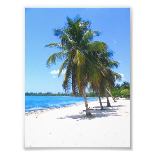 Cuban Palm Trees Fotodruck (Vorne)